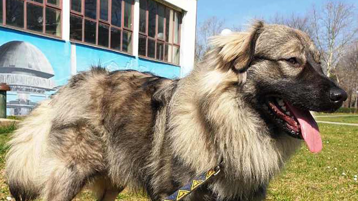 Pronađen je kao štene u Slavoniji i jedva je izvukao živu glavu