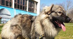 Pronađen je kao štene u Slavoniji i jedva je izvukao živu glavu