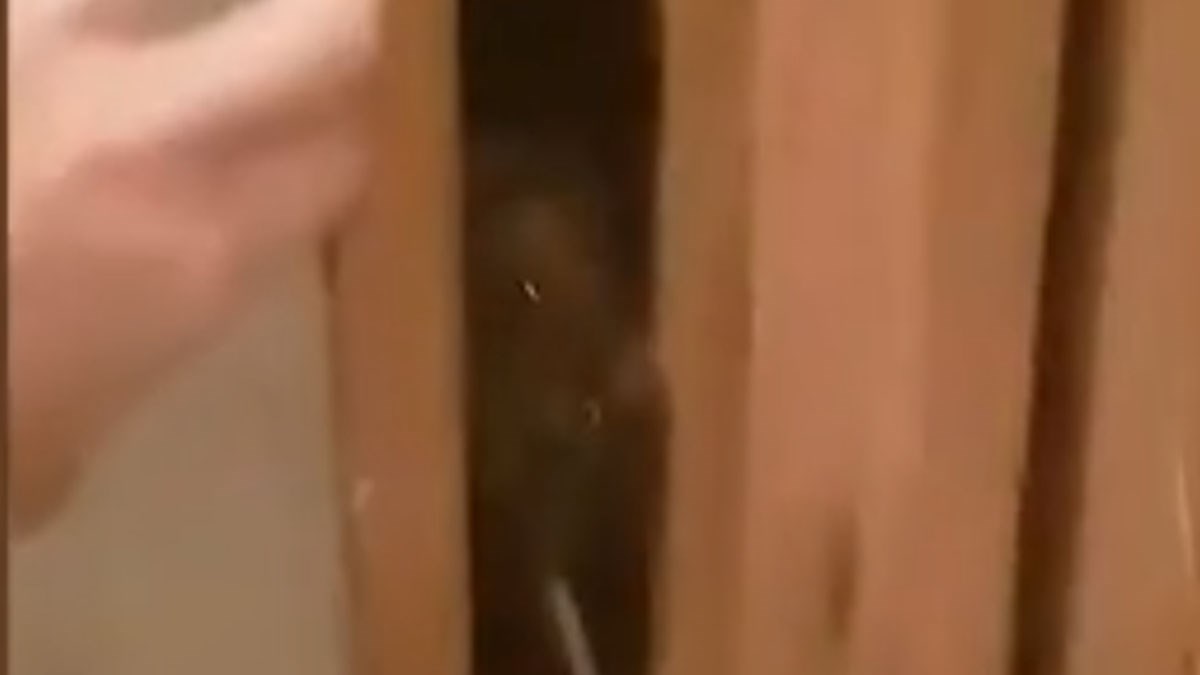 HOROR na Savici: U smrdljivoj šupi držao štence, golubove, kanarince