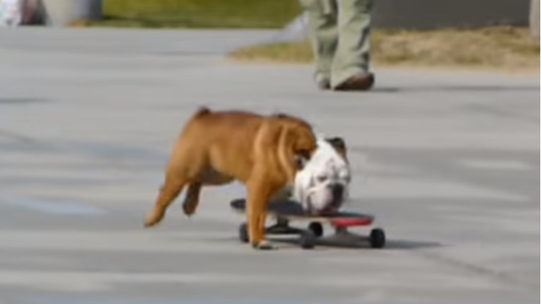 VIDEO Ovaj pas obožava adrenalin i sport
