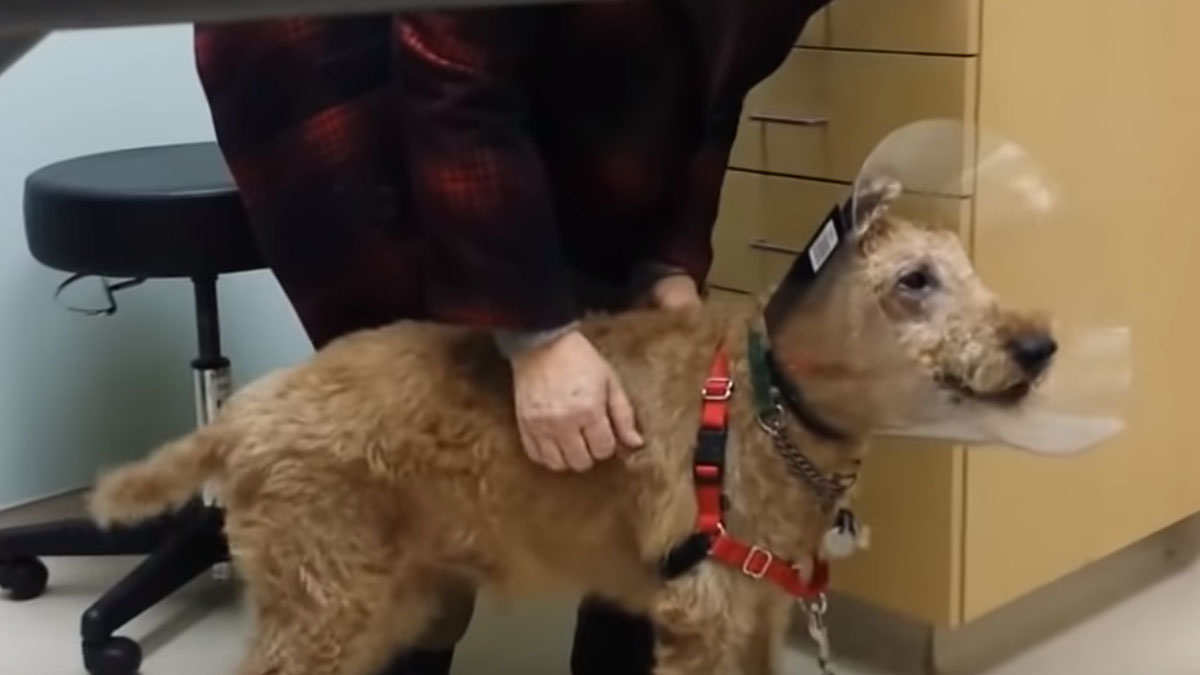 VIDEO Bio je slijep, a veterinari su mu vratili vid - reakcija je neprocjenjiva