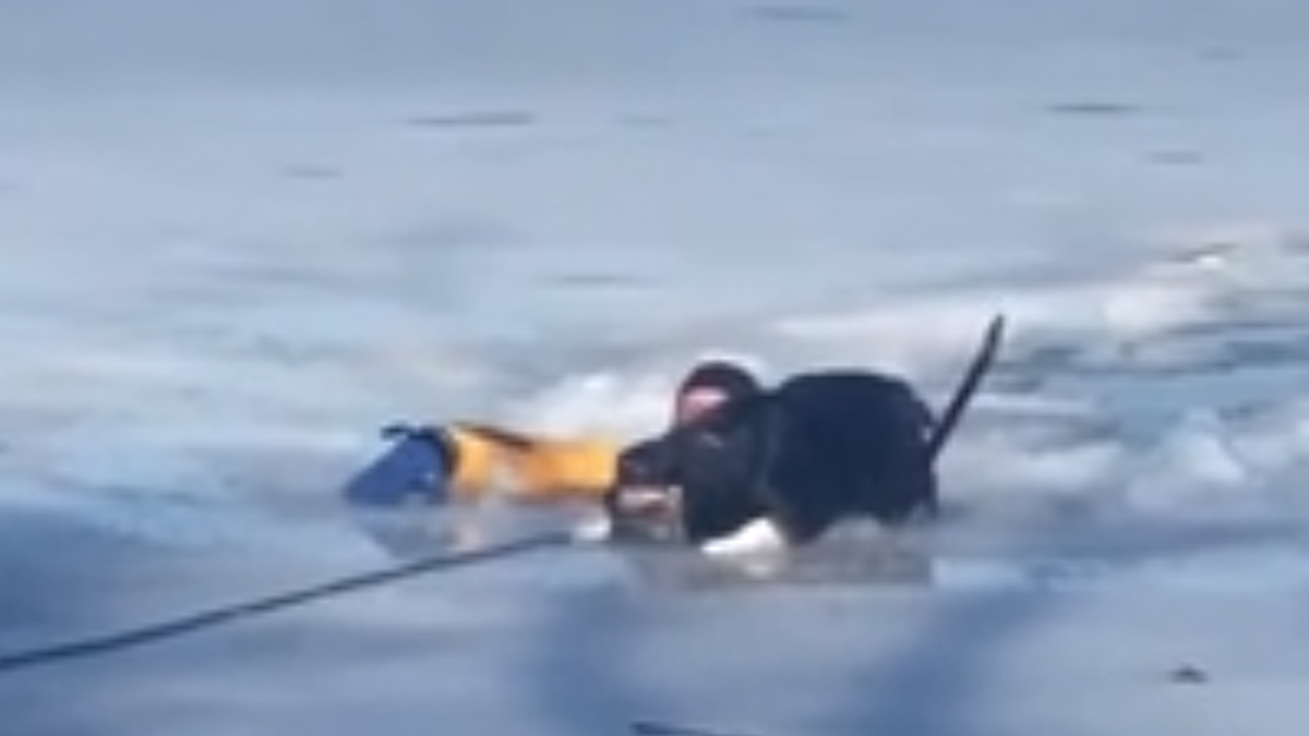 VIDEO Naizgled bezizlazna situacija dobila je sretan kraj