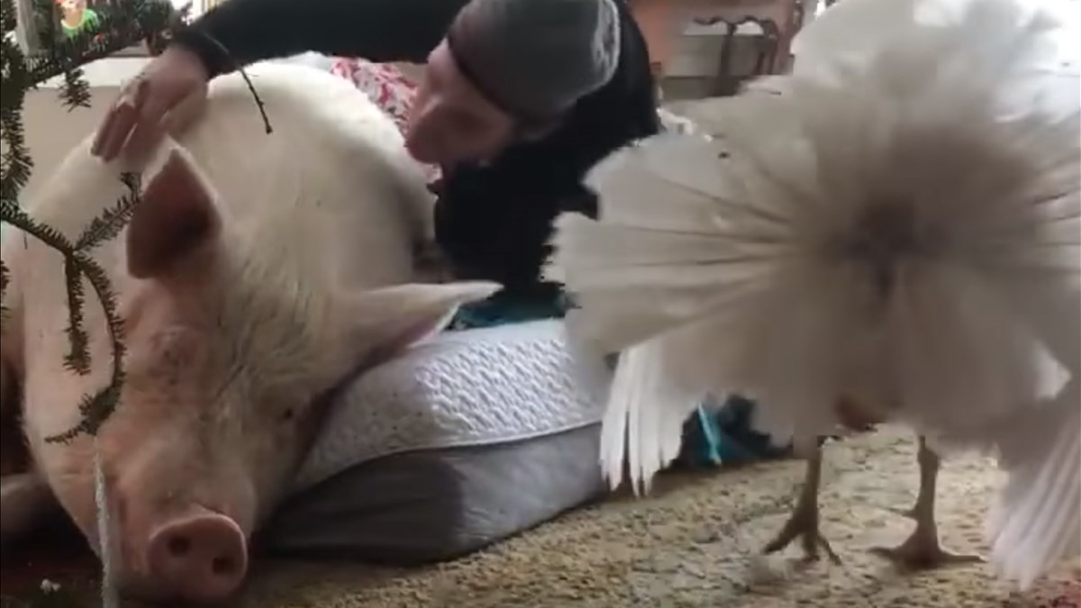 VIDEO Ovakve posebne ljubimce vjerujemo da niste još vidjeli