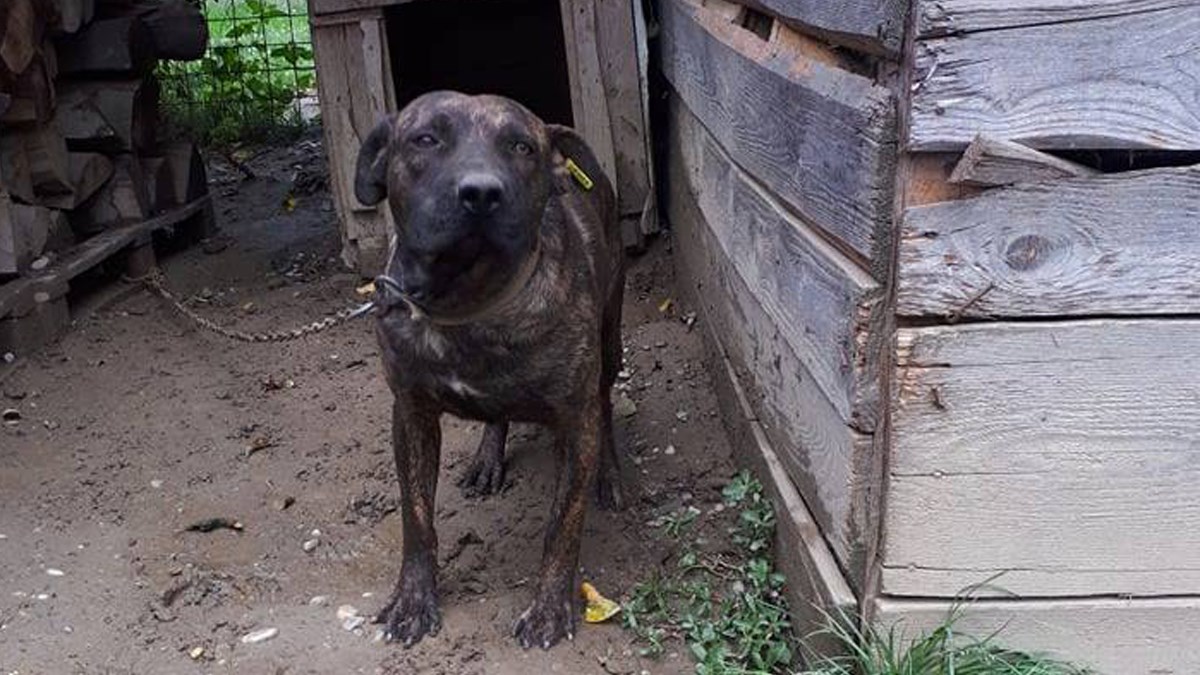 Bio je jedan od mirnijih romskih pasa u skloništu, no nitko ga nije udomio pa sada ovako živi