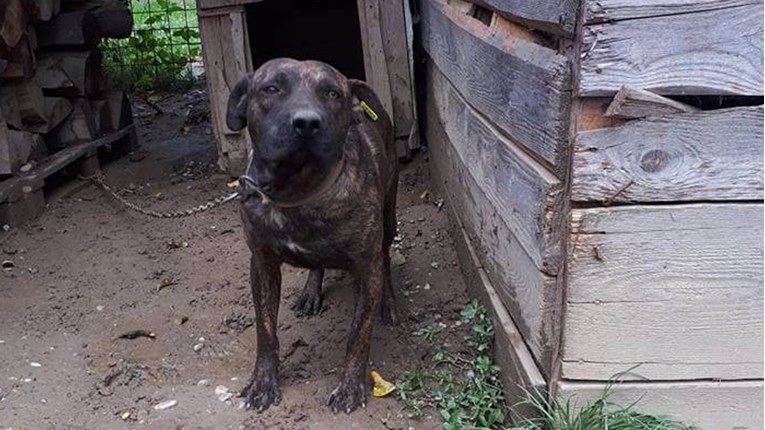 Bio je jedan od mirnijih romskih pasa u skloništu, no nitko ga nije udomio pa sada ovako živi