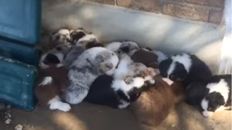 VIDEO Jeste li se ikada zapitali kako izgleda buđenje 18 štenaca?
