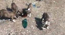 7 štenaca je netko izbacio na smetlište u Sukošanu. Potrebna im je pomoć