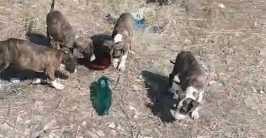 7 štenaca je netko izbacio na smetlište u Sukošanu. Potrebna im je pomoć