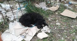UZNEMIRUJUĆE Psi umiru na poznatom sajmu u Benkovcu