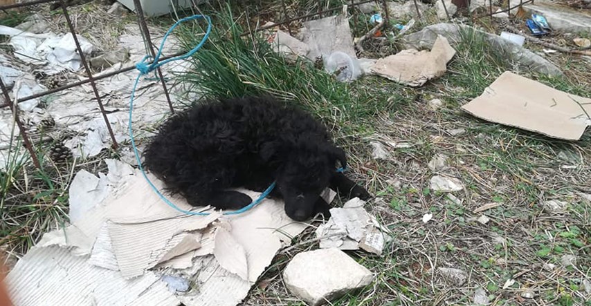 UZNEMIRUJUĆE Psi umiru na poznatom sajmu u Benkovcu
