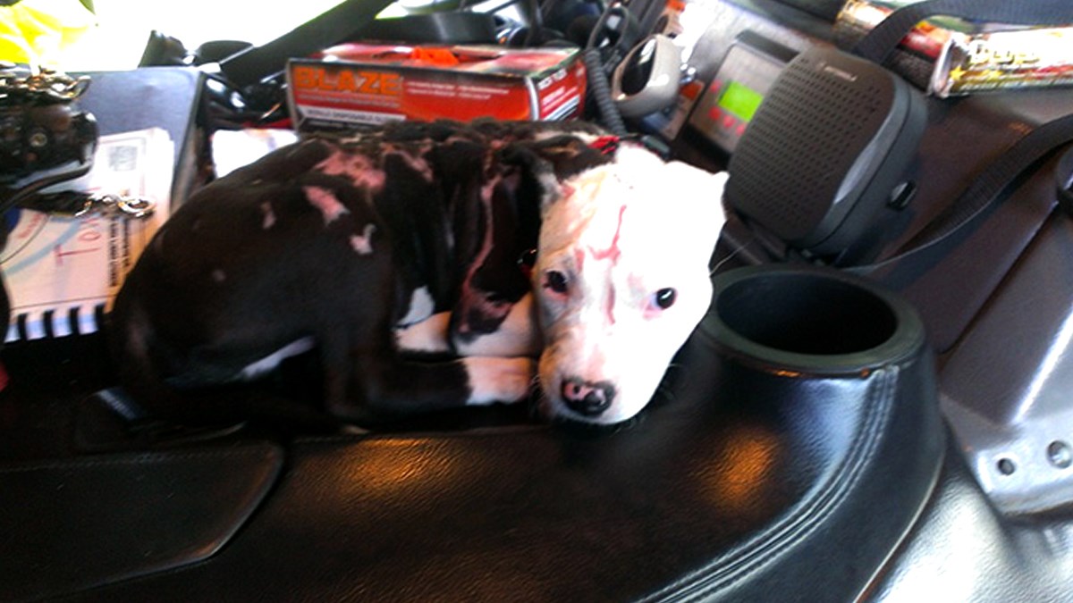 Vatrogasci udomili teško opečeno štene koje su spasili iz požara