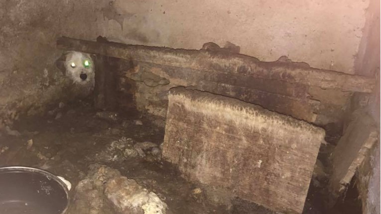 FOTO Horor u Miklavcu pokraj Čakovca. Pronađeni zapostavljeni psi