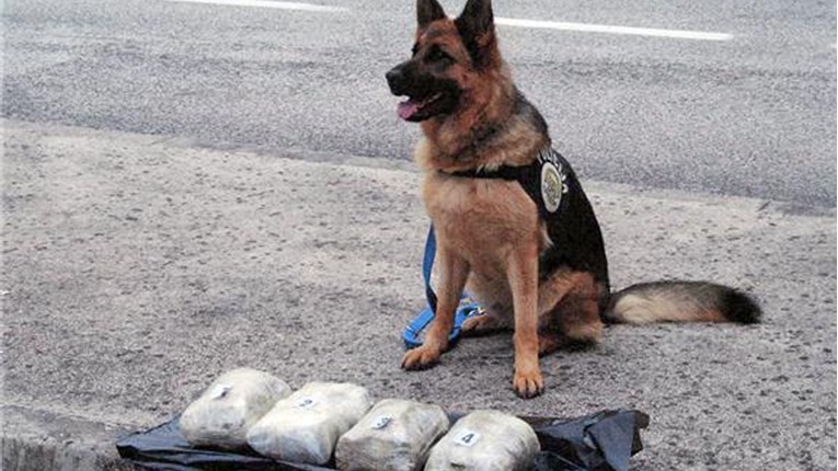 Pas "Modric" zabija golove trgovcima droge u Kolumbiji