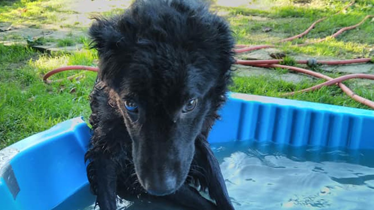 Taši je imao sreće što su ga spasili, no on je i dalje bez svoje obitelji