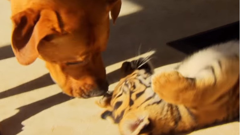 VIDEO Ovi tigrovi imaju posebne prijatelje s kojima odrastaju i uživaju
