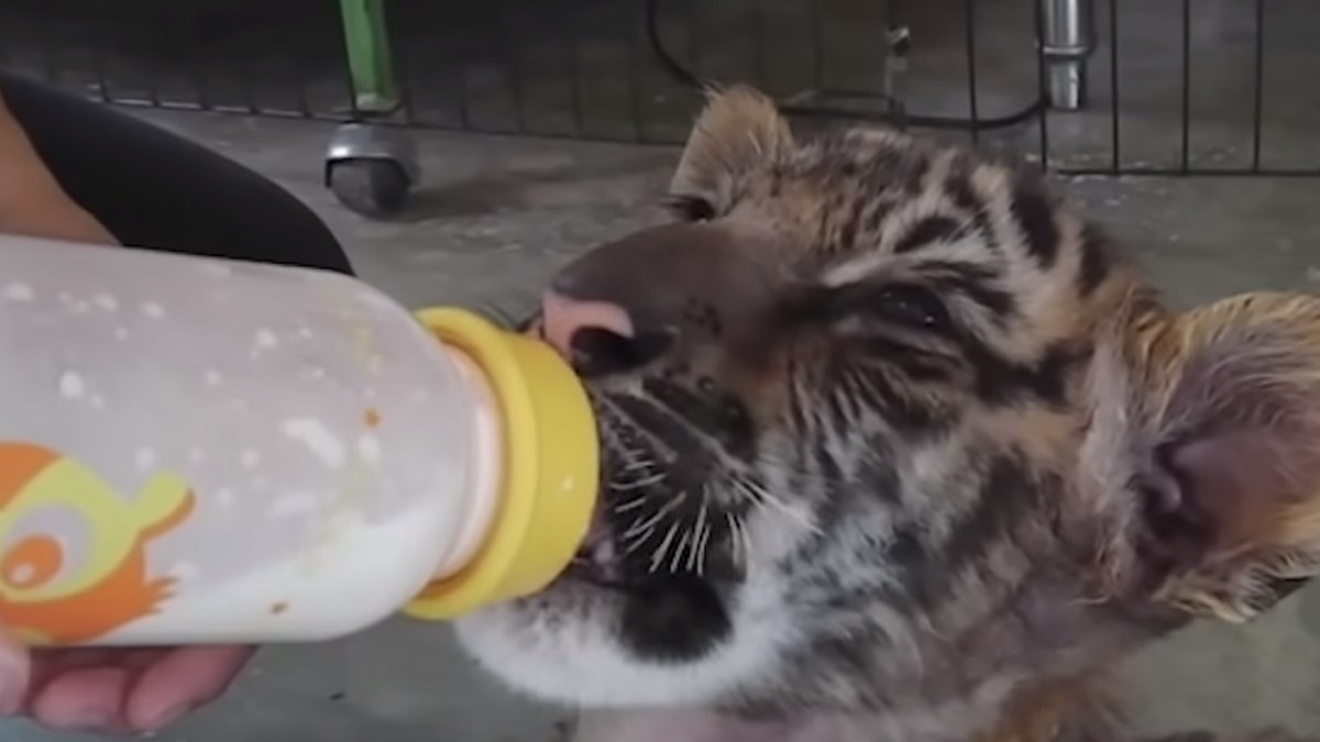 VIDEO Mračna istina o tome zašto tigrovi izumiru