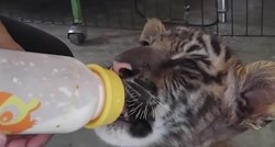 VIDEO Mračna istina o tome zašto tigrovi izumiru