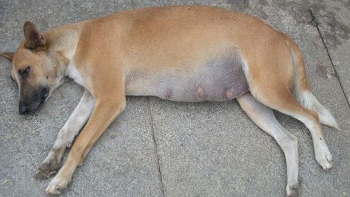 Ovo opasno stanje može biti uzrok smrti vašeg ljubimca!