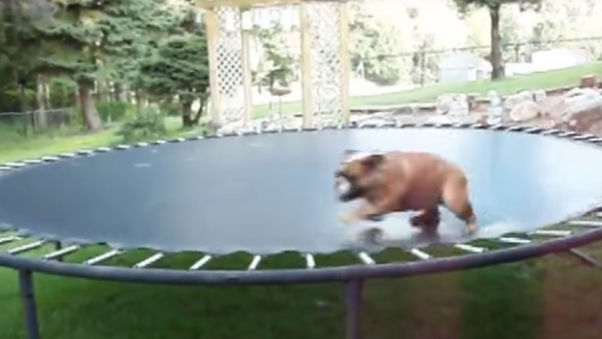 VIDEO Ovo morate vidjeti! Ove životinje su pravi akrobati na trampolinu