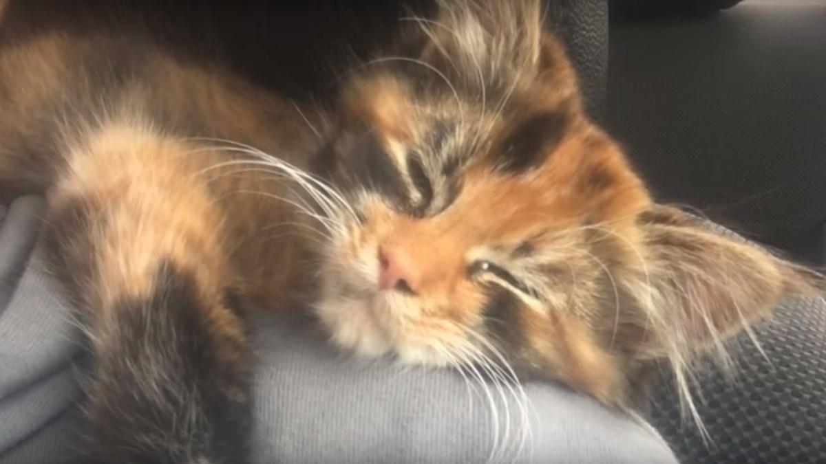 VIDEO Napušteno mače  je čovjeku ušlo u stan i kompletno promijenilo život