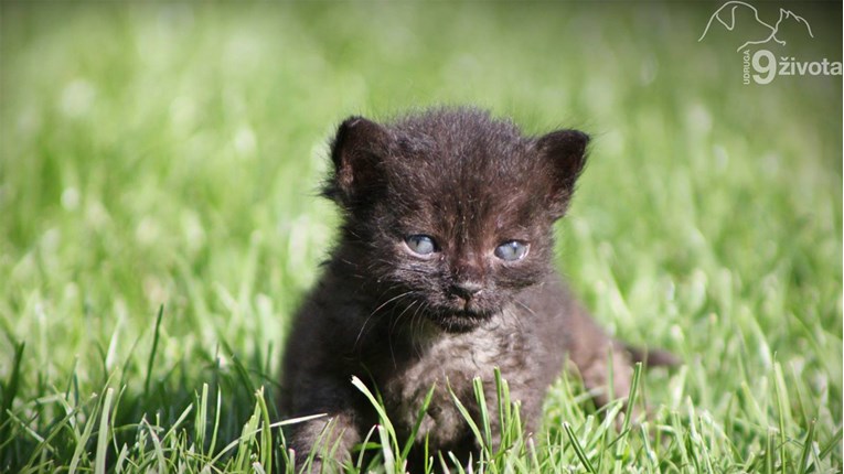 Upoznajte Udrugu 9 života iz Osijeka i njihovu borbu s napuštenim mačkama