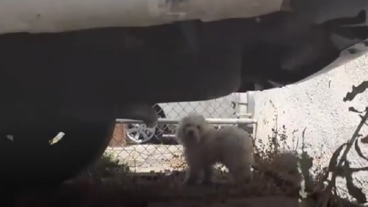 VIDEO Napušten i uplašen, nije htio nikome prići, ali ovi ljudi nisu odustali