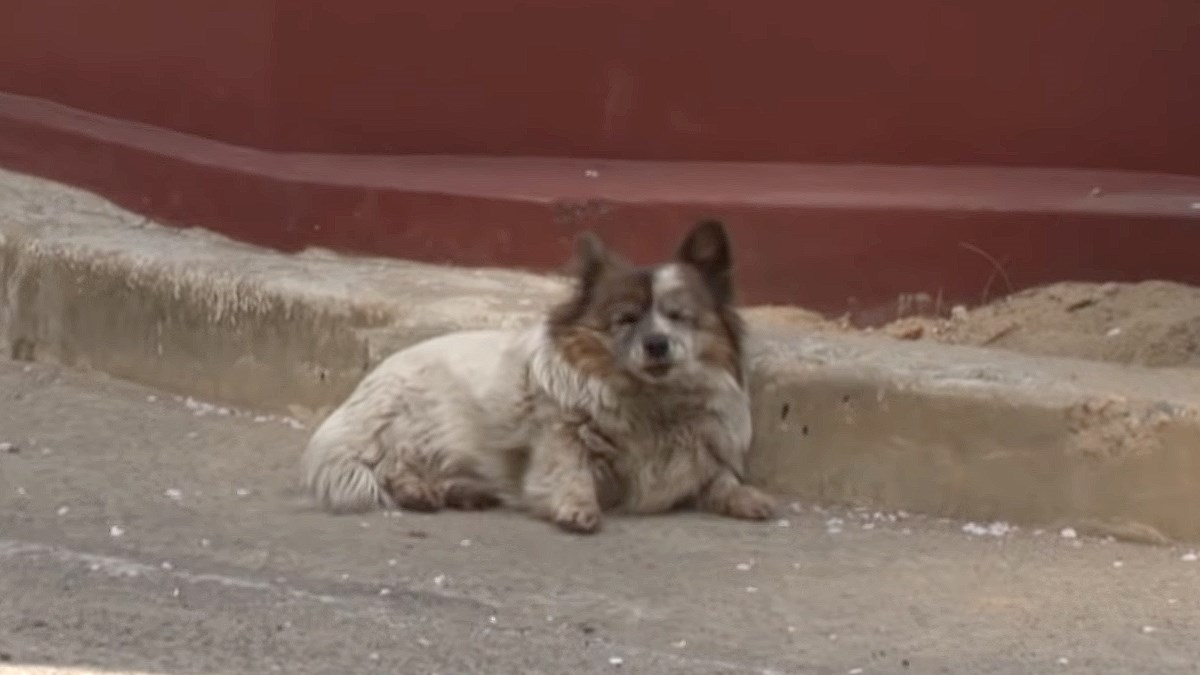 Kujica je čekala svog vlasnika na istom mjestu 10 godina