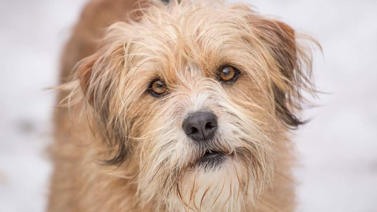 FOTO Ovaj slatki pas ima samo 3 godine i želi dočekati zimu u toplom domu