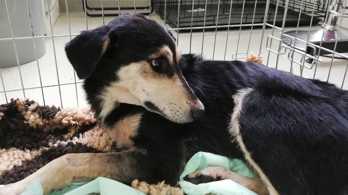 UZNEMIRUJUĆE SNIMKE Volonteri spasili teško ozlijeđenu kujicu u Rupi