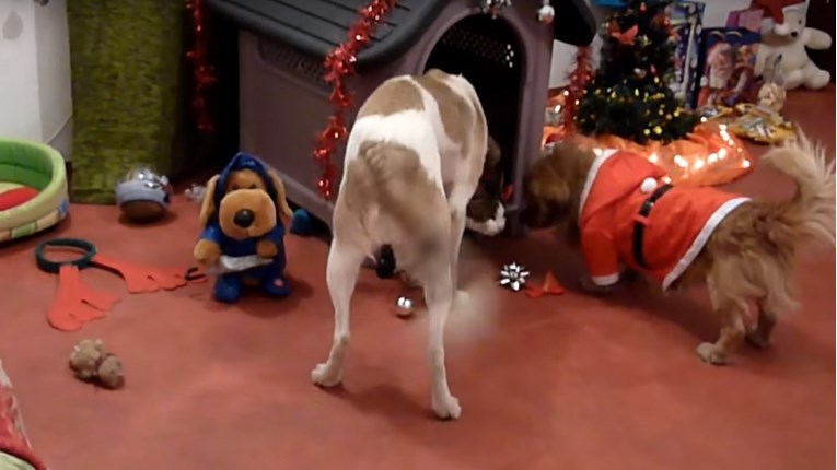 VIDEO Ovi psi nemaju svoje obitelji, ali su im volonteri pripremili divan Božić