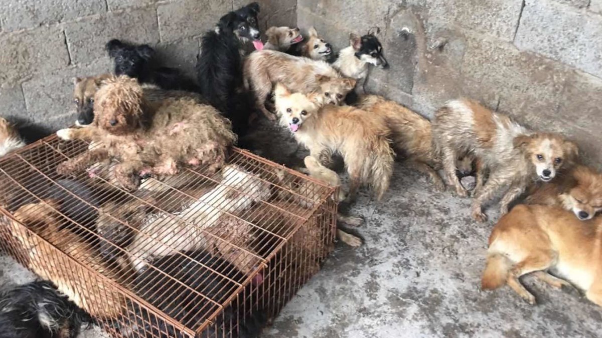 1,5 milijuna ljudi potpisalo peticiju protiv monstruoznog Yulin festivala u Kini