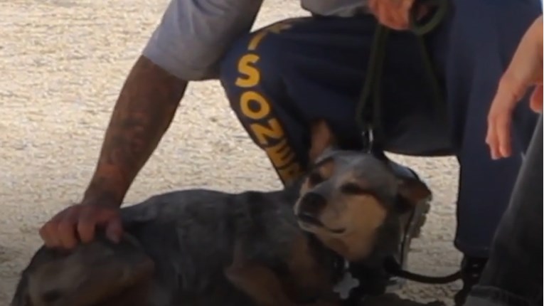 VIDEO Ovaj pas i čovjek dobili su priliku da budu sretni i osjete ljubav