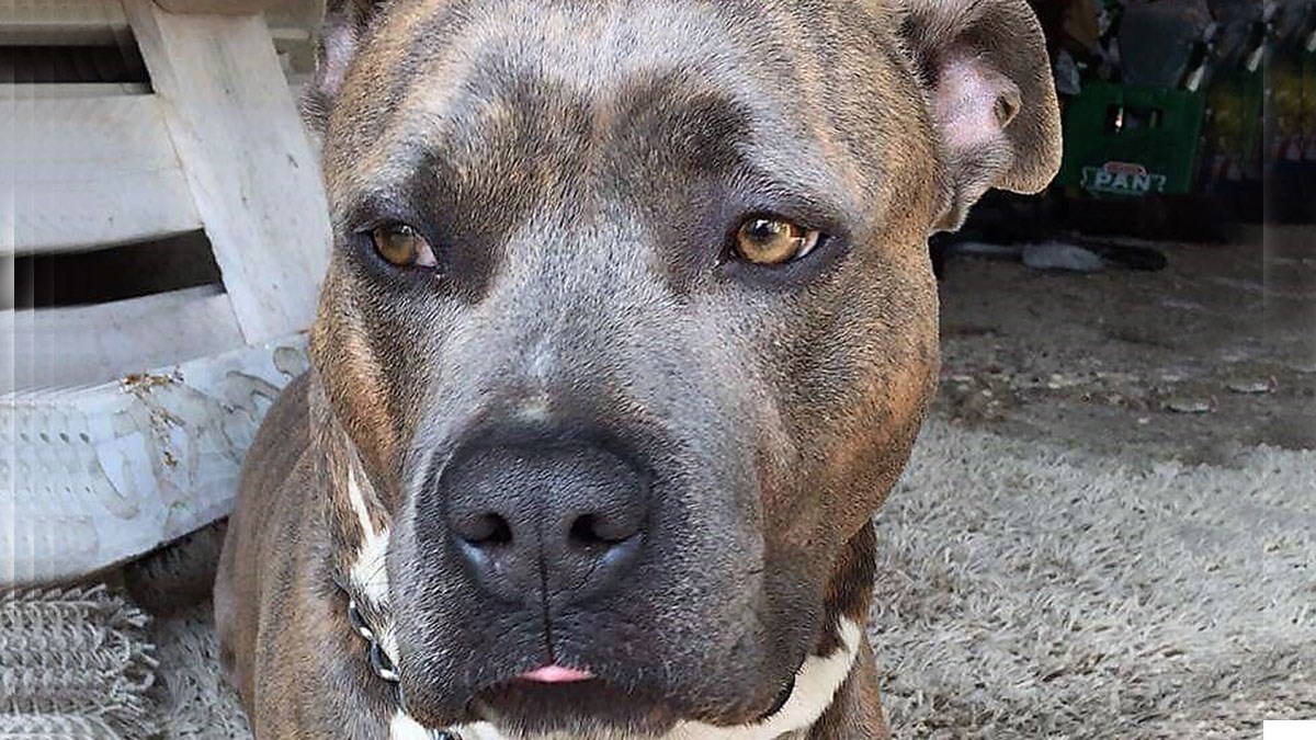 Zen je proveo život na lancu i sada hitno traži novu obitelj