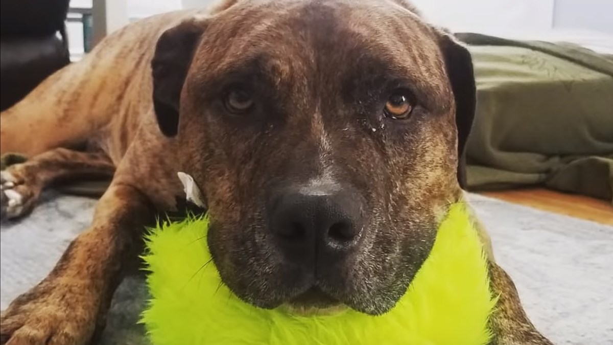 VIDEO Zahvaljujući pit bulu ovaj čovjek je savladao strah od velikih pasa