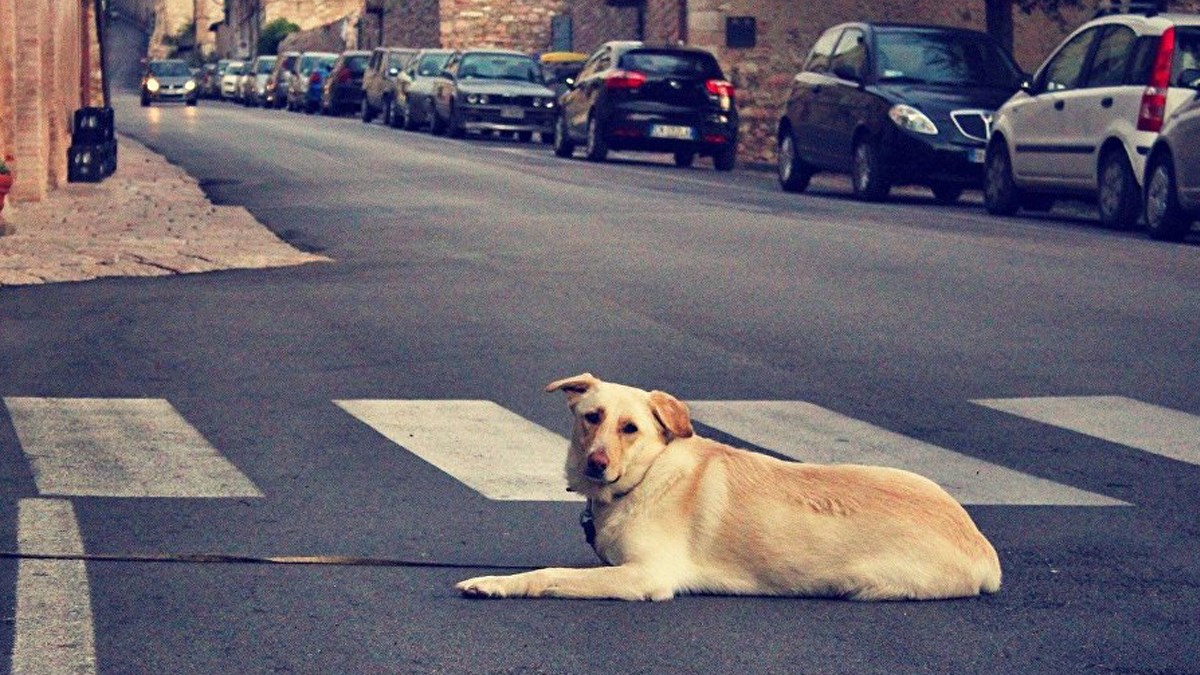 VIDEO Doktorima pokazao gdje mu je vlasnik i tako mu spasio život