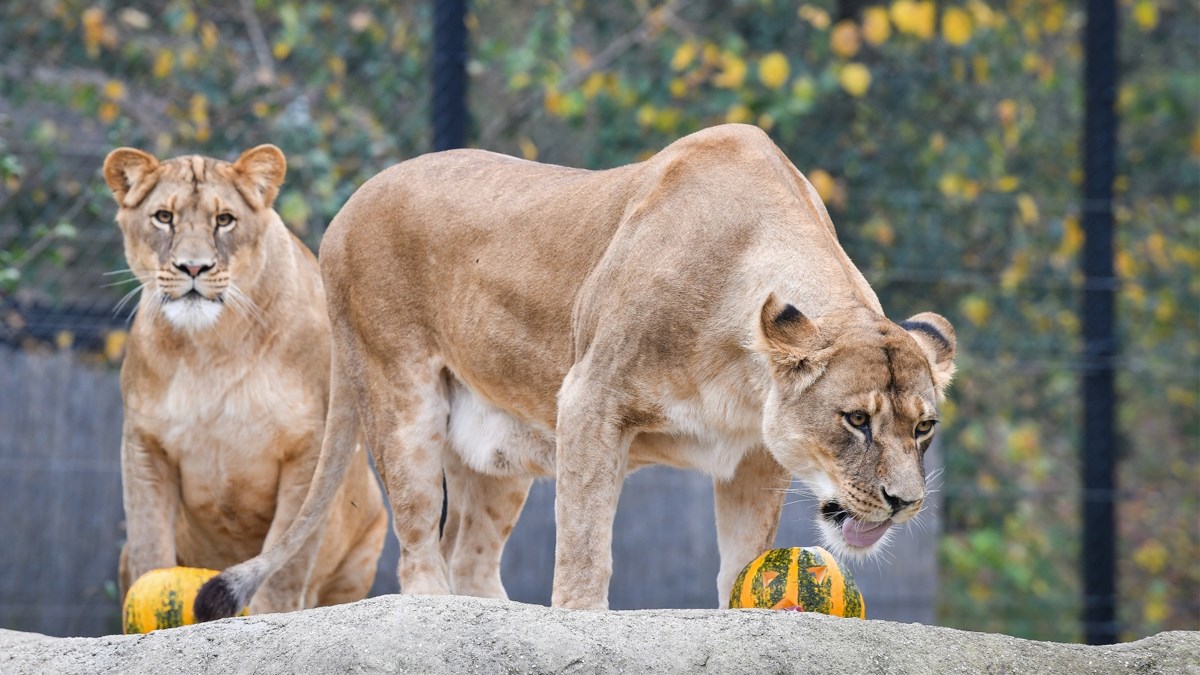 Bundevijada u Zagrebačkom zoološkom vrtu