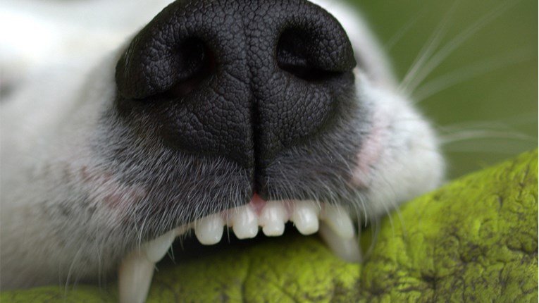 Loš zadah kod pasa može dovesti do teških bolesti. Saznajte kako ih spriječiti