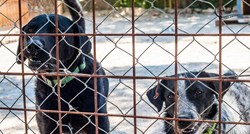 200 njuškica u azilu Zadar gura njuške i šape kroz kavez da ih netko primijeti