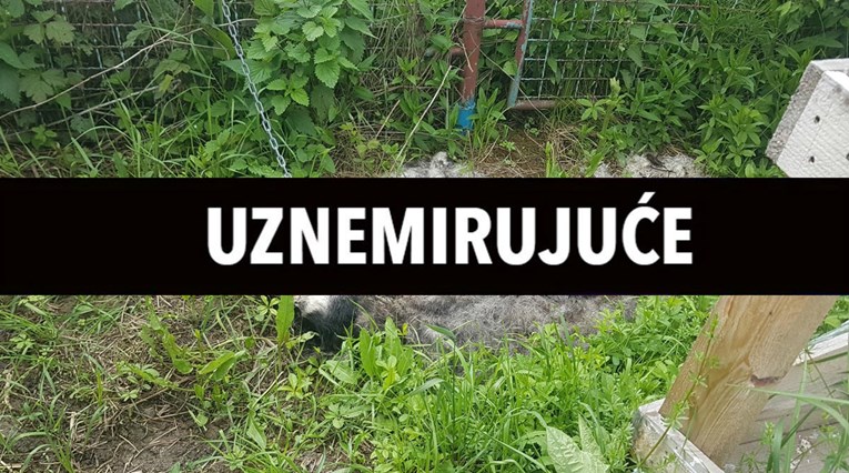 U Slavonskom Brodu uhićen 25-godišnjak. Odgovarat će zbog mučenja i smrti psa