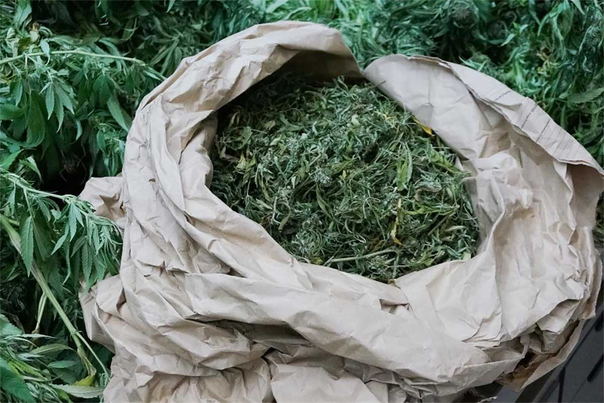 Marihuana plutala morem kod pulske rive