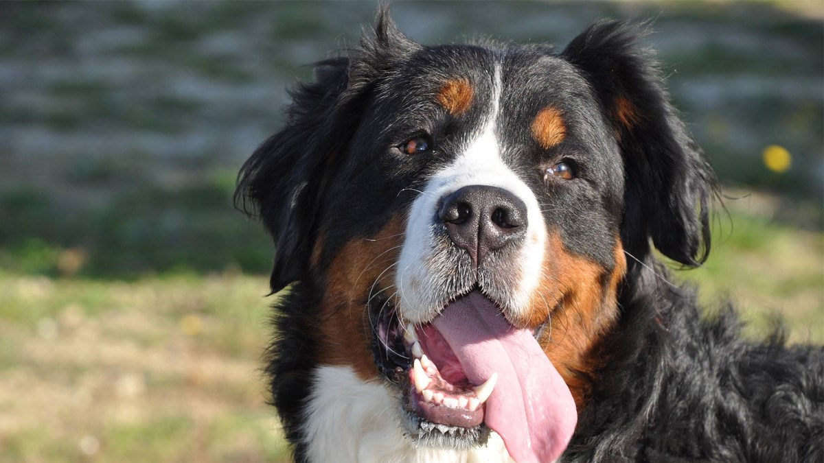 Upoznajte sedam pasmina na koje se susjedi neće žaliti