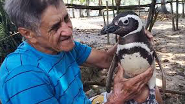 On mu je spasio život, a pingvin mu se u znak zahvalnosti vraća svake godine