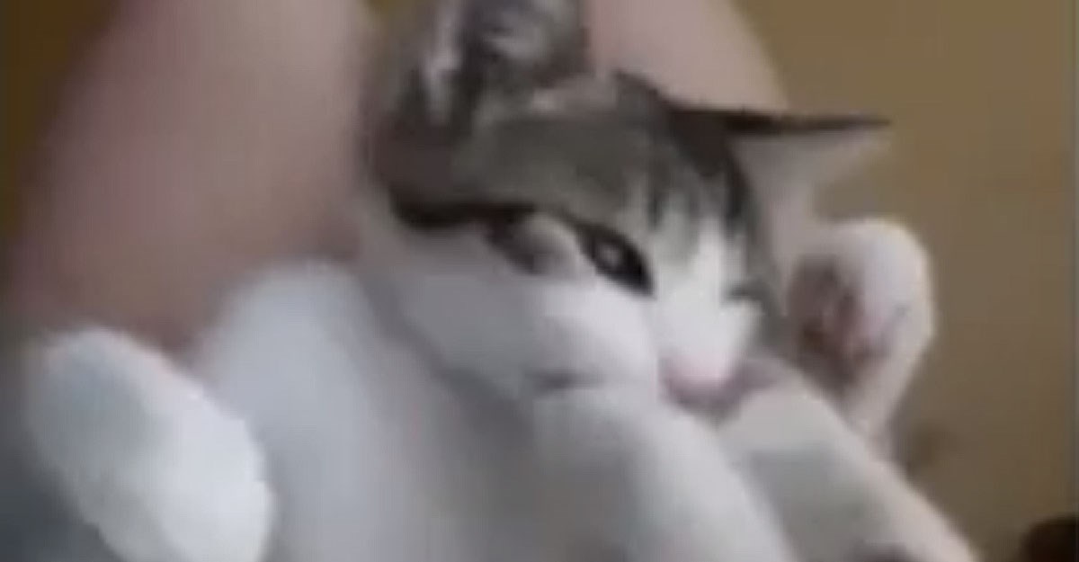 Zlatko je bio lutalica, ali ga je našla obitelj koju zabavlja na posebne način