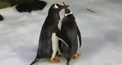 Gay pingvini postali očevi