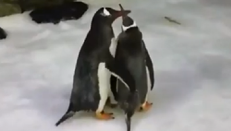Gay pingvini postali očevi