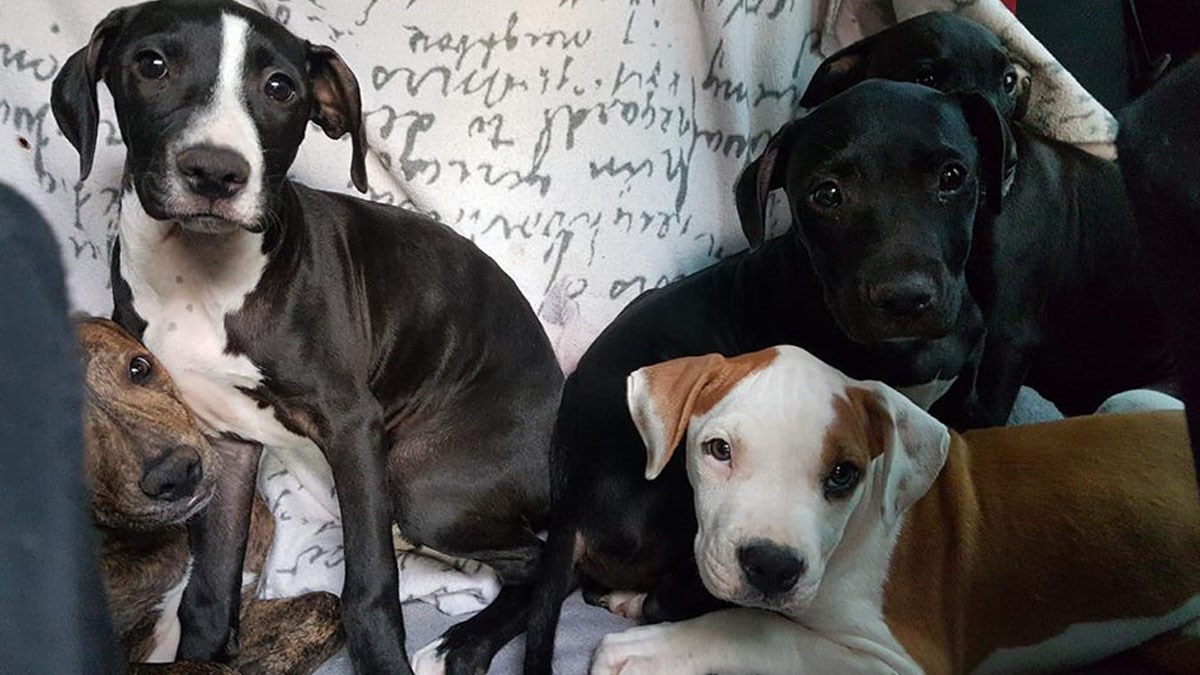 Kako bi pomogla teško bolesnim štencima, ova žena je usred noći krenula iz Trogira do Zagreba