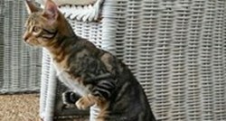 VIDEO Ovaj posebni mačak uživa u životu bez obzira na to što je invalid