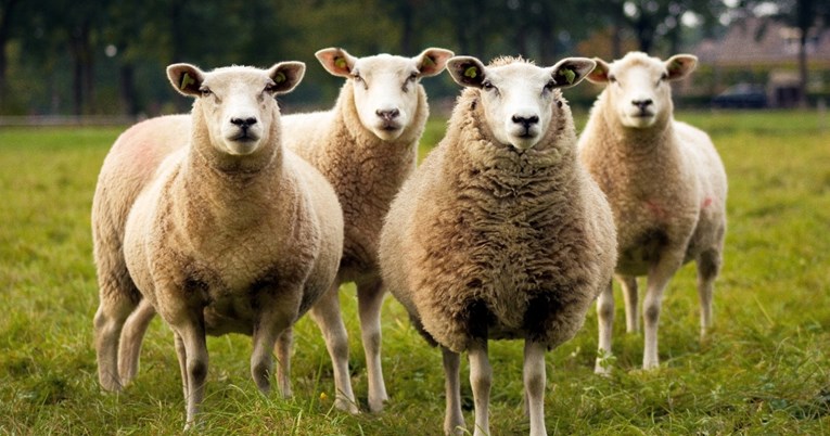 Ovce trčale u krug 12 dana bez pauze. Bizarno ponašanje začudilo je i znanstvenike