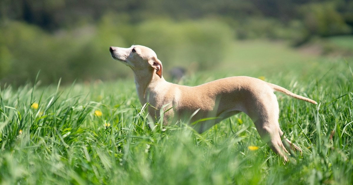 Pet pasmina pasa koje dobro podnose vrućinu