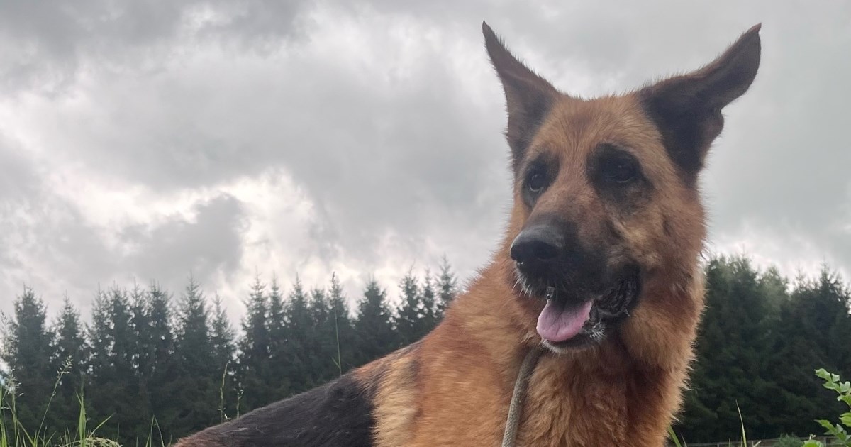 Tko će dati šansu Pauli? Pametna i privržena kujica traži dom